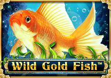 Wild Gold Fish